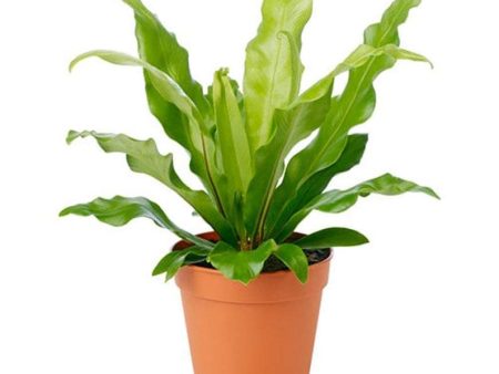 Bird s Nest Fern Plants Online Sale