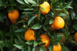 Sunburst Tangerine Trees For Discount