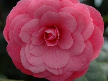 Camellia April Kiss Shrubs For Discount