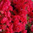 Cherry Dazzle Crape Myrtle Shrubs For Sale