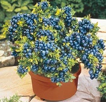 Top Hat Blueberry Bush on Sale