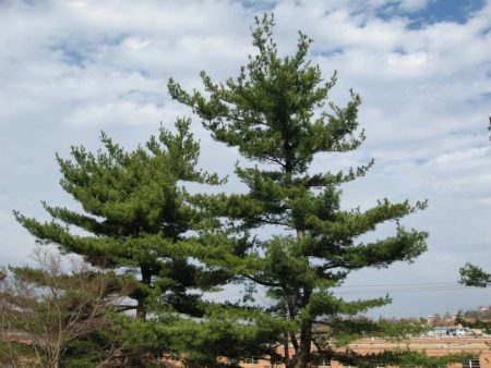 Japanese Black Pines Online Hot Sale