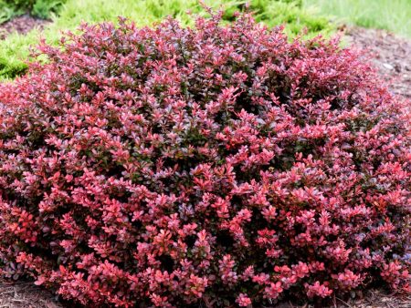 Crimson Pygmy Barberry Shrub Cheap