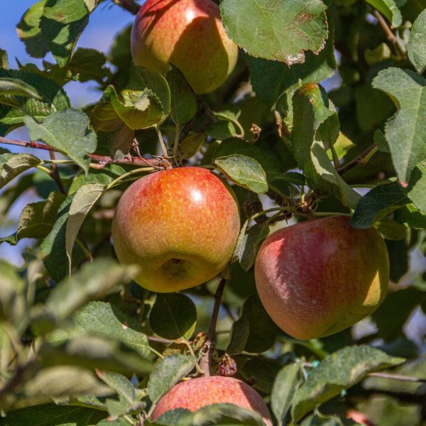 Fuji Apple Tree For Cheap