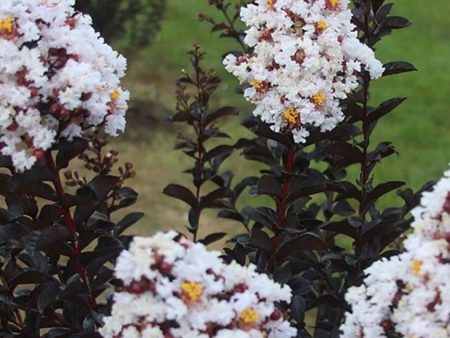 Ebony and Ivory Crape Myrtle Trees Sale