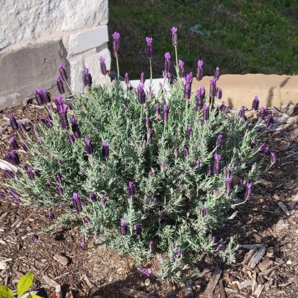 Otto Quast Spanish Lavender Sale