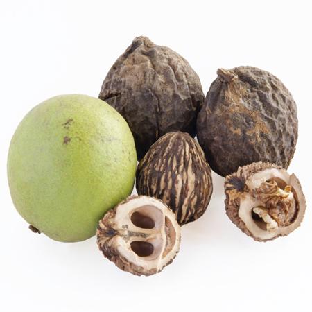 Black Walnut Tree Hot on Sale