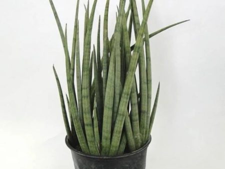 Cylindrical Snake Plants For Cheap