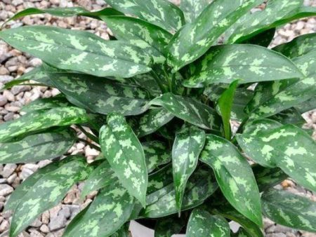 Aglaonema Maria Plants For Discount