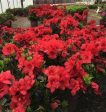 Azalea Autumn Fire Shrubs Fashion