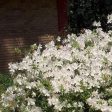 Autumn Ivory Encore Azalea Shrubs Online now