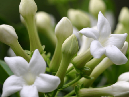 Stephanotis Trellis Discount