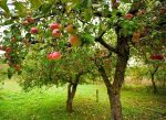 Sweet Sixteen Apple Trees Hot on Sale