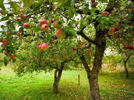 Sweet Sixteen Apple Trees Hot on Sale