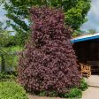 Crimson Sentry Norway Maple Tree Discount