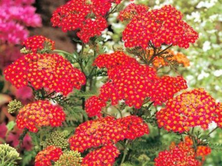 Achillea Paprika Discount