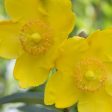 St. Johns Wort Hidcote Shrubs Hot on Sale