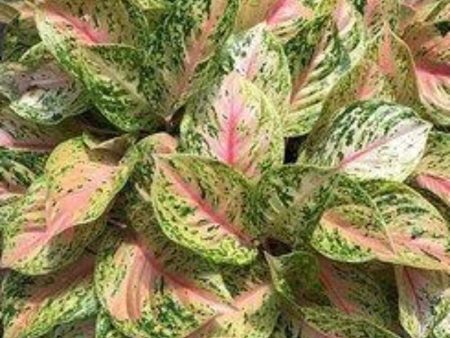 Aglaonema Two-Tone Moonstone Plants Fashion