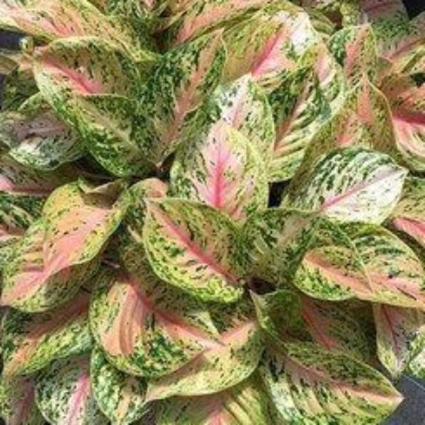 Aglaonema Two-Tone Moonstone Plants Fashion