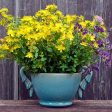 St John s Wort Plant Online now