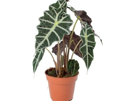 Alocasia Polly Plants on Sale