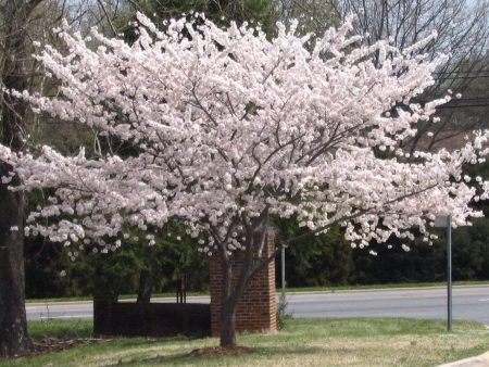 Yoshino Cherry Trees Online