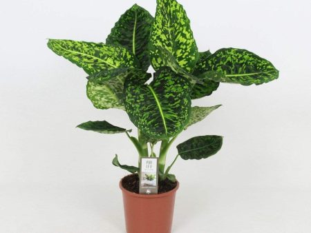 Dieffenbachia Reflector Plants Supply