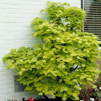 Aureum Japanese Maple Tree For Sale