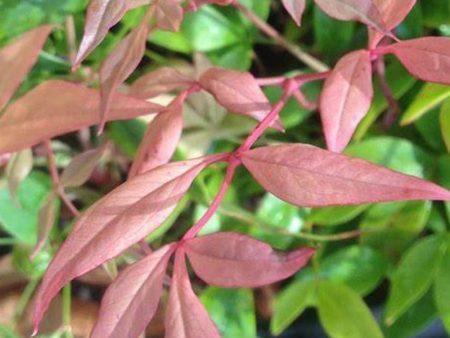 Nandina Bonfire Shrubs Fashion