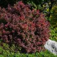 Admiration Barberry Shrub Sale