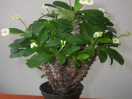 Crown of Thorns Plants Supply