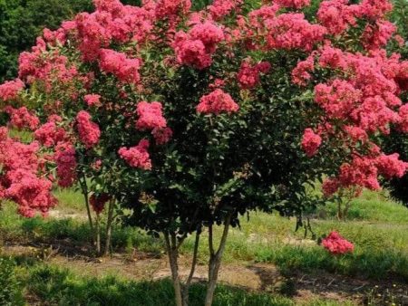 Tuscarora Crape Myrtle Trees Online Hot Sale