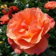 Orange Glow™ Knock Out® Rose Tree Sale