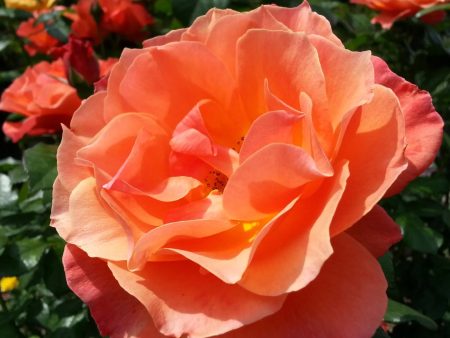 Orange Glow™ Knock Out® Rose Tree Sale