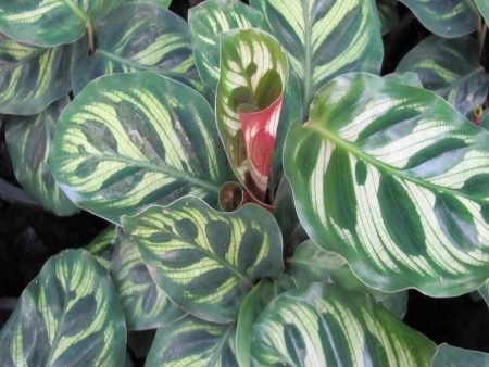 Calathea makoyana Peacock Plants Hot on Sale