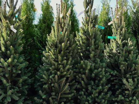 Columnar Norway Spruce Cheap