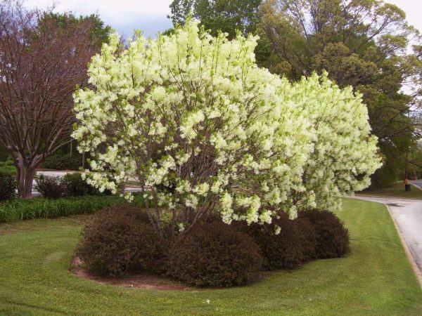 American Fringe Trees Cheap