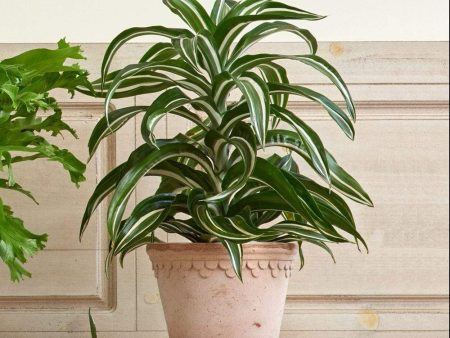 Dracaena Jade Jewel Plants Sale