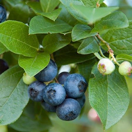 Aurora Blueberry Bush Supply