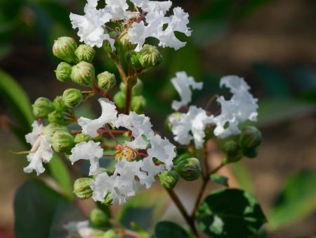 Dwarf Snow Crape Myrtle Online Sale