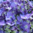 Let s Dance® Blue Jangles Hydrangea Shrub For Discount