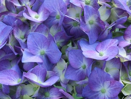 Let s Dance® Blue Jangles Hydrangea Shrub For Discount