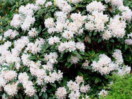 White Rhododendron Online now