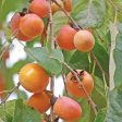 American Persimmon Tree Discount