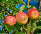 Gala Apple Tree Hot on Sale