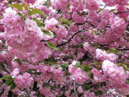 Kwanzan Flowering Cherry Tree Supply