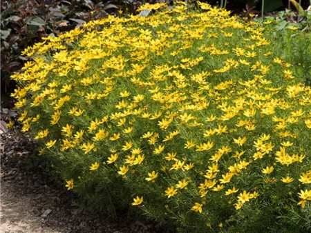 Threadleaf Coreopsis Plant Sale