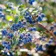 Aurora Blueberry Bush Supply