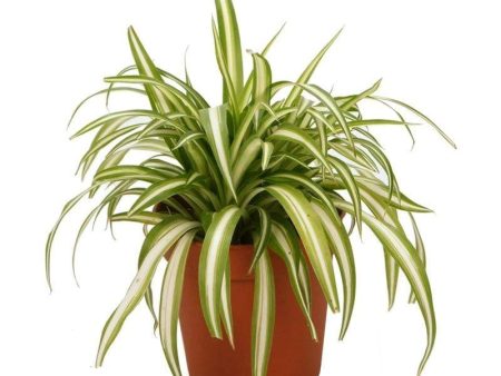 Spider Plants Online Hot Sale