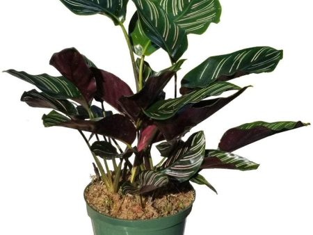 Calathea ornata Plants on Sale